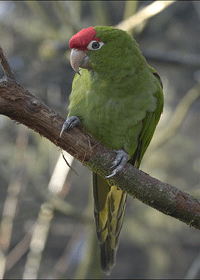 Aratinga Wagleri - Red Fronted Conure 