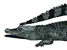 crocodile