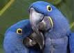 blue parrot